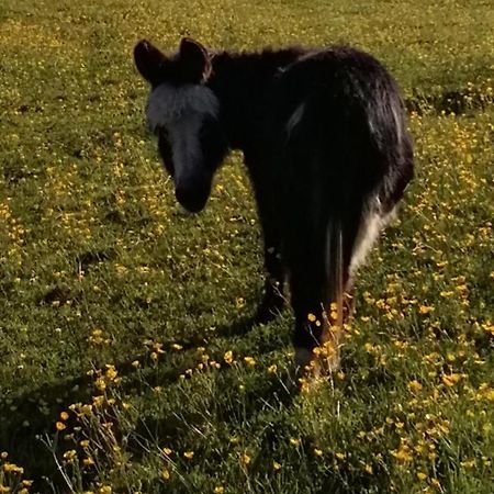 Hotel Durham Donkey Rescue Shepherd'S Hut Exterior foto
