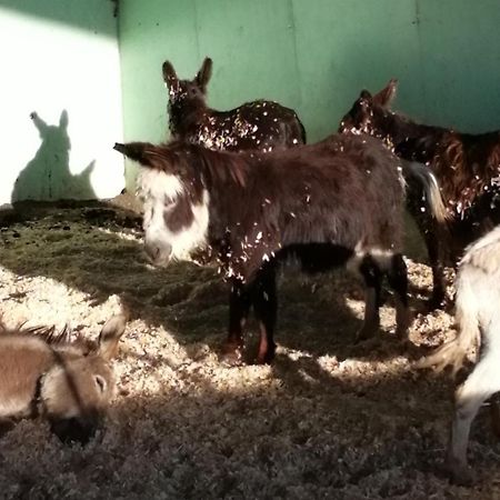 Hotel Durham Donkey Rescue Shepherd'S Hut Exterior foto