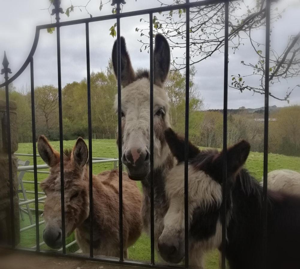 Hotel Durham Donkey Rescue Shepherd'S Hut Exterior foto
