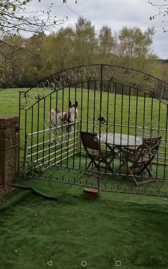 Hotel Durham Donkey Rescue Shepherd'S Hut Exterior foto