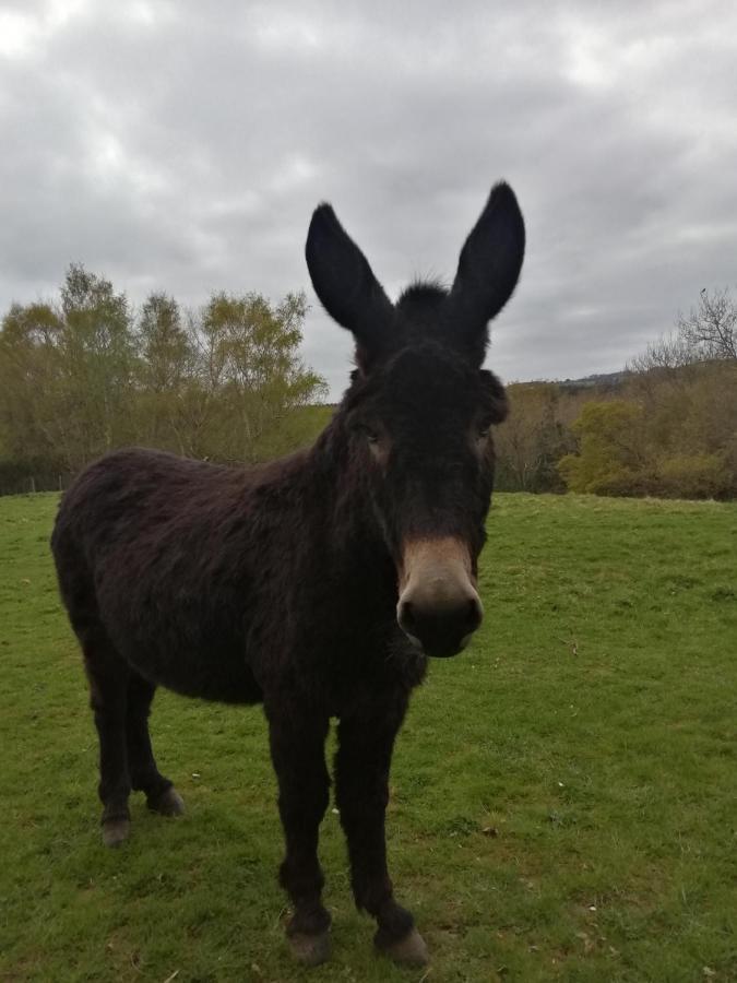 Hotel Durham Donkey Rescue Shepherd'S Hut Exterior foto