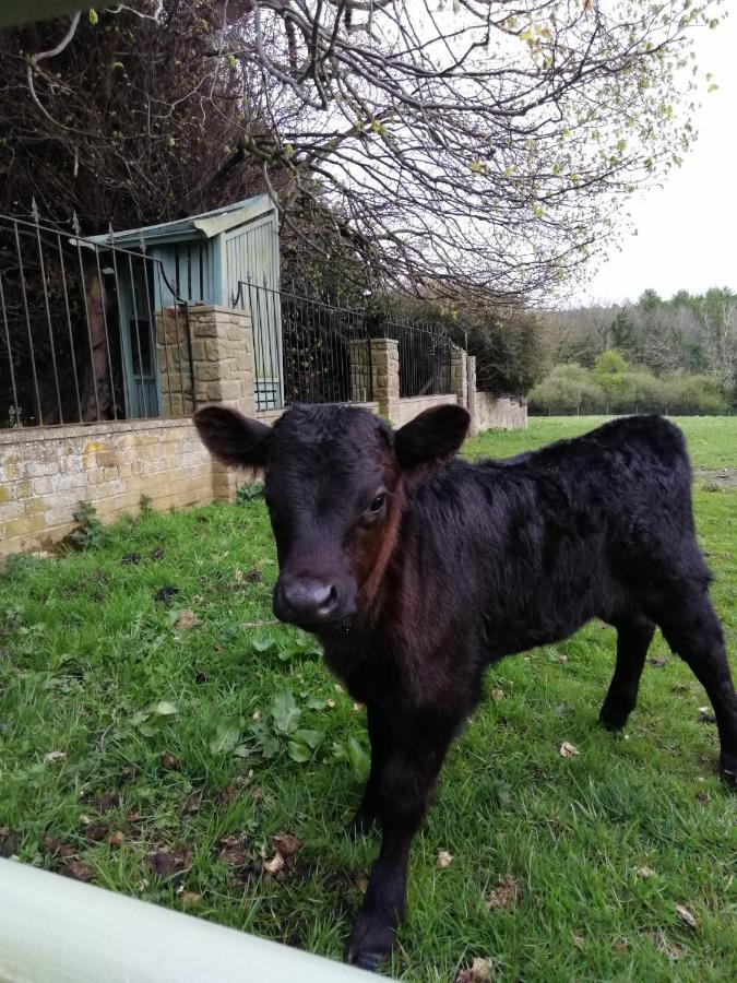 Hotel Durham Donkey Rescue Shepherd'S Hut Exterior foto