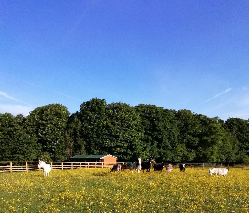 Hotel Durham Donkey Rescue Shepherd'S Hut Exterior foto