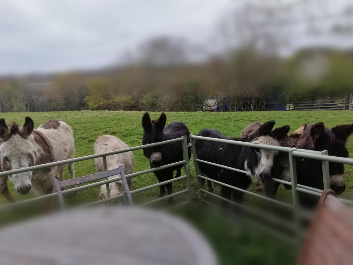 Hotel Durham Donkey Rescue Shepherd'S Hut Exterior foto