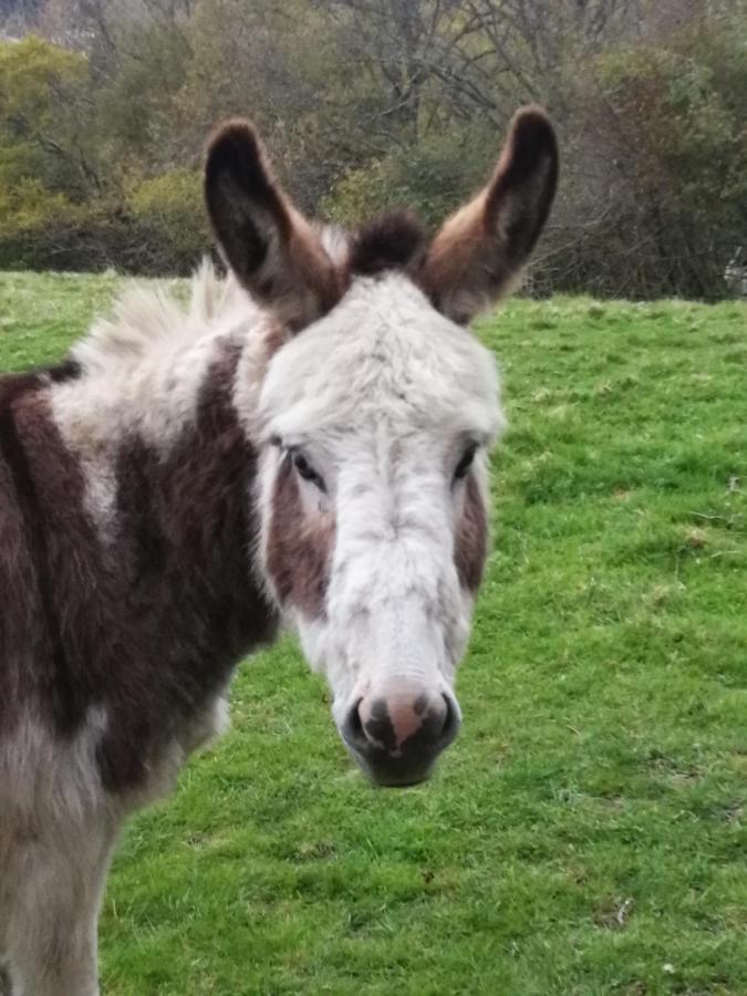 Hotel Durham Donkey Rescue Shepherd'S Hut Exterior foto