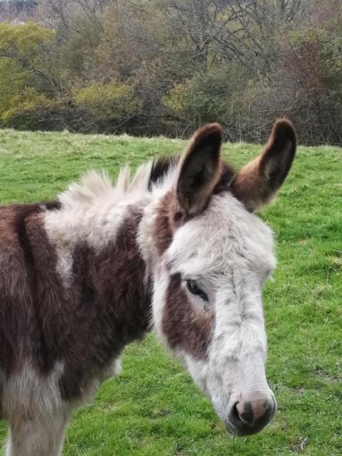 Hotel Durham Donkey Rescue Shepherd'S Hut Exterior foto