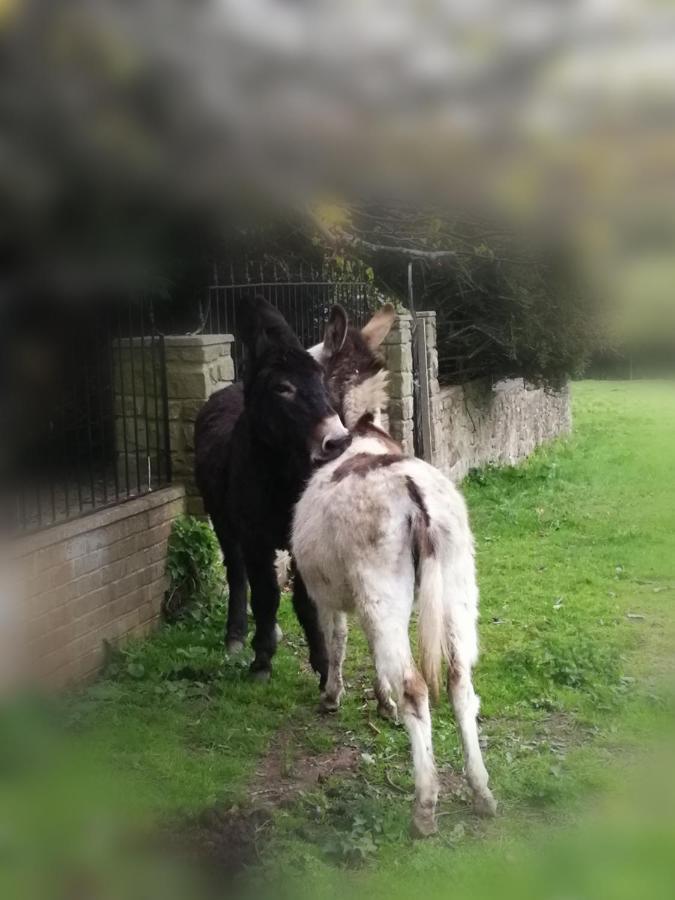 Hotel Durham Donkey Rescue Shepherd'S Hut Exterior foto
