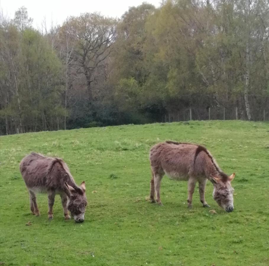 Hotel Durham Donkey Rescue Shepherd'S Hut Exterior foto